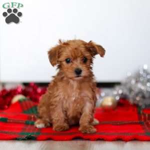 Archie, Yorkie Poo Puppy